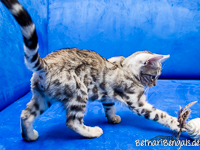 Bengal Kitten